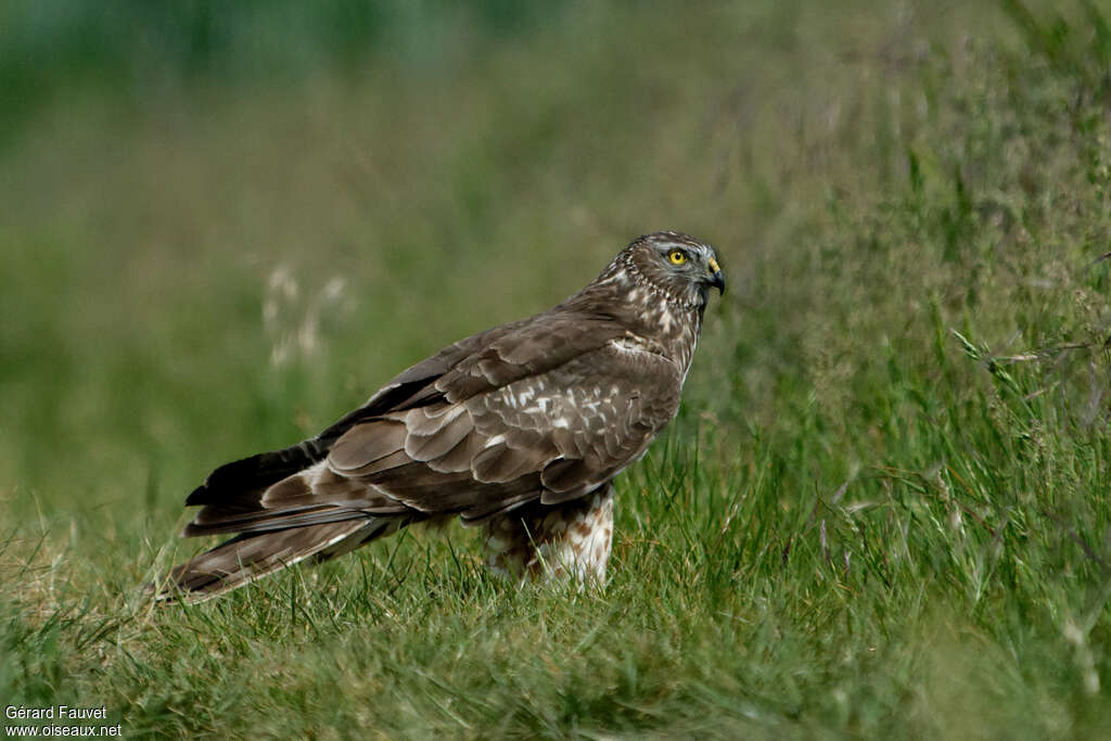 Hen Harrier female adult breeding, identification