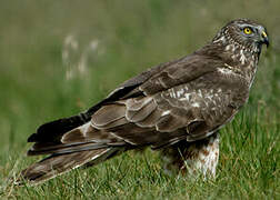 Hen Harrier