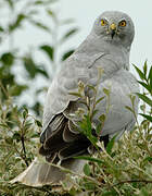 Hen Harrier