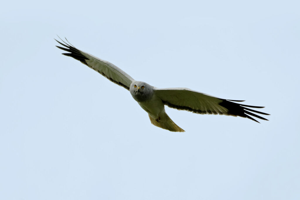 Hen Harrier male adult breeding, Flight