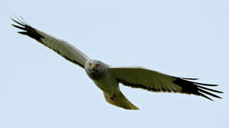 Hen Harrier