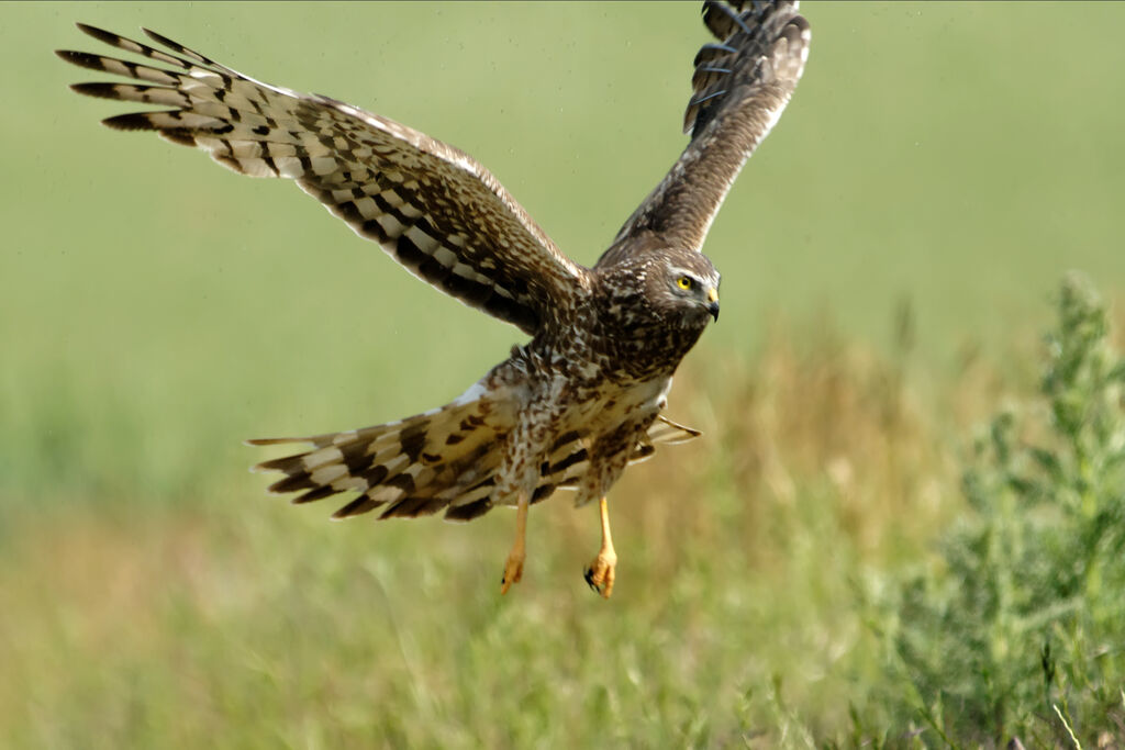 Hen Harrier female adult breeding, Flight