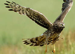 Hen Harrier