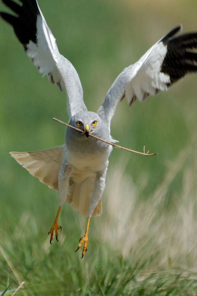 Hen Harrier male adult breeding, identification, Flight, Reproduction-nesting