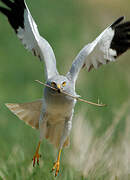 Hen Harrier