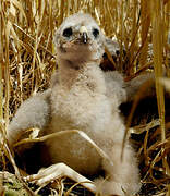 Hen Harrier