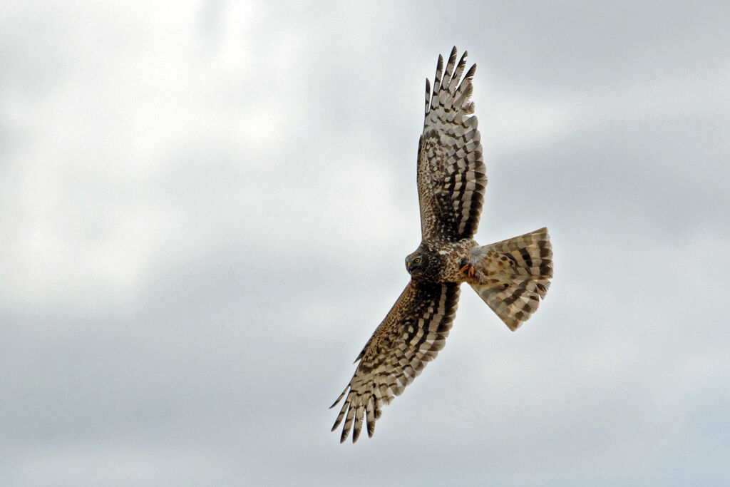 Hen Harrier female adult breeding, identification, Flight, Reproduction-nesting, Behaviour