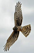 Hen Harrier