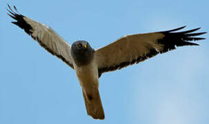 Hen Harrier