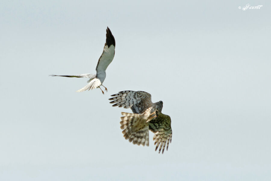 Hen Harrier adult breeding, identification, Flight, Behaviour