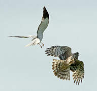 Hen Harrier