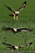 Rough-legged Buzzard