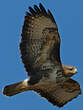 Buse variable