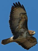 Common Buzzard