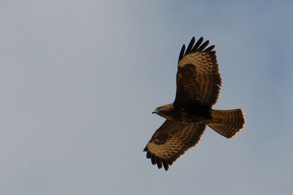 Common Buzzard, Flight