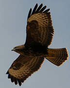 Common Buzzard