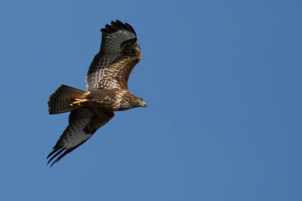 Common Buzzard, Flight