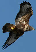 Common Buzzard