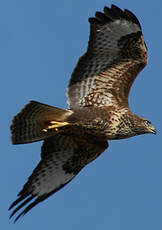 Buse variable