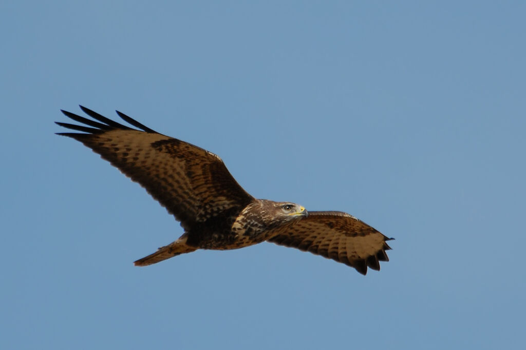 Common Buzzard, Flight