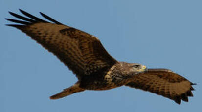 Buse variable