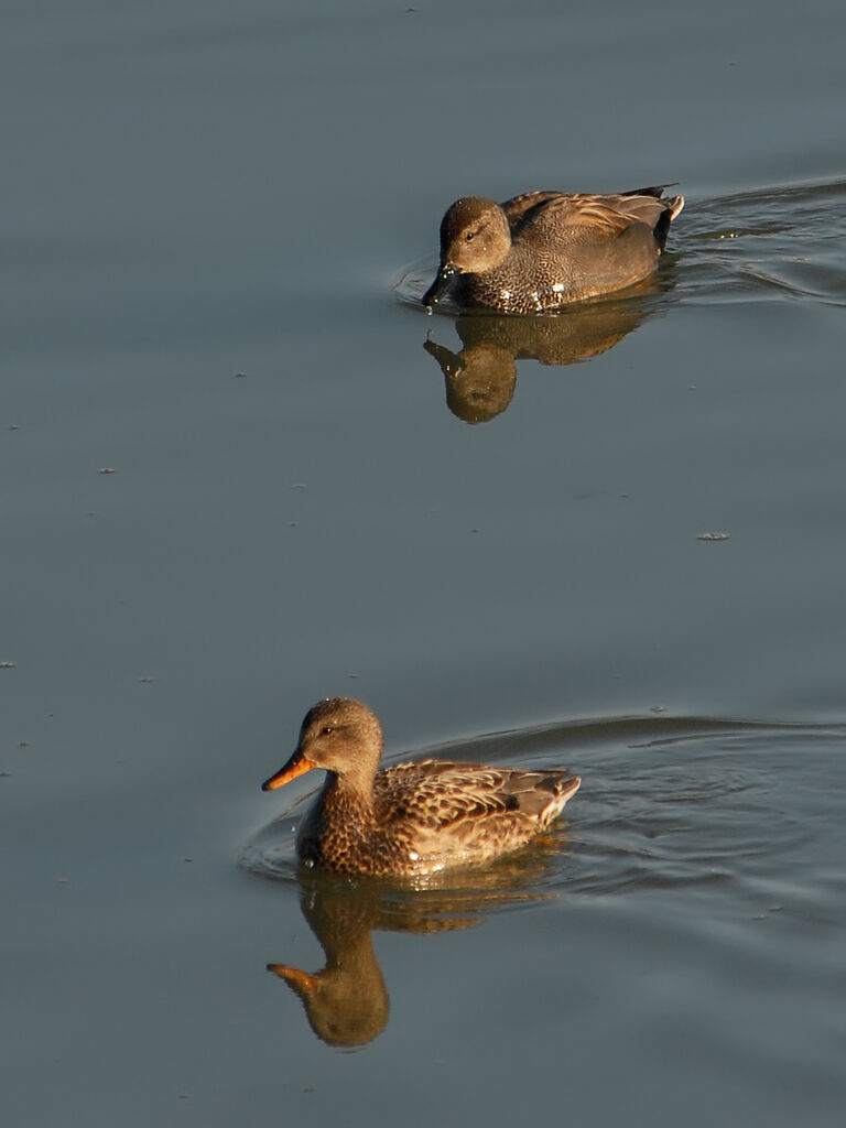 Canard chipeau , identification