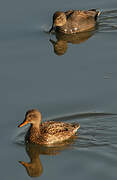 Canard chipeau