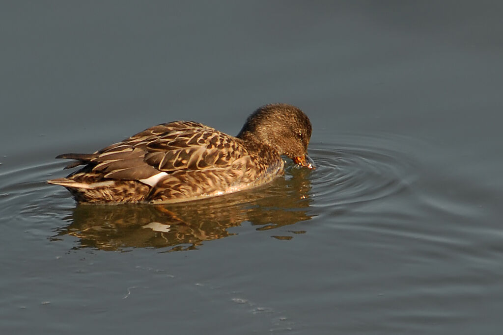 Gadwall female, identification