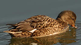 Canard chipeau