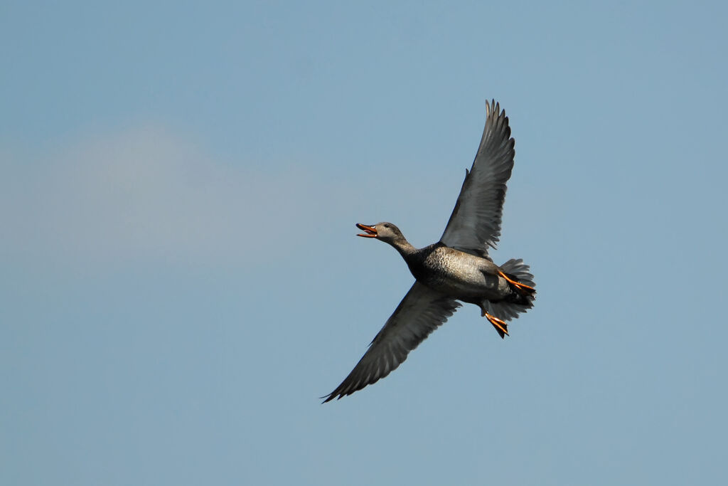 Canard chipeau, Vol