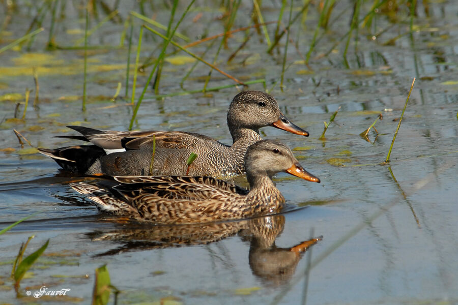 Canard chipeau adulte nuptial, identification