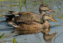 Canard chipeau