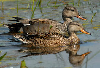 Canard chipeau