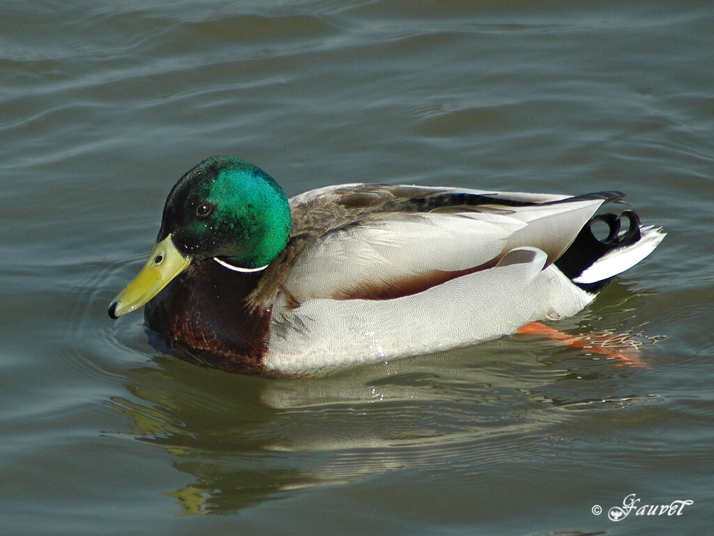 Canard colvert mâle