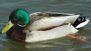 Canard colvert