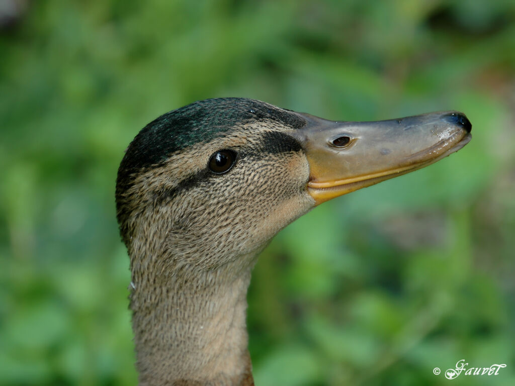 Mallard female