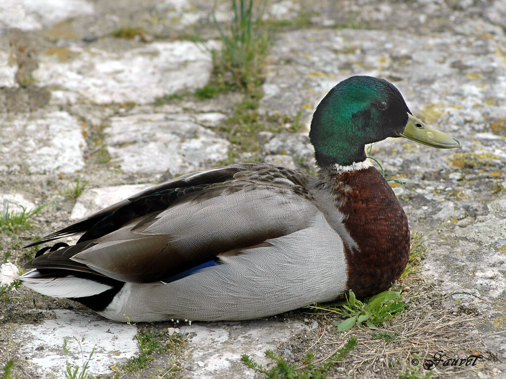 Canard colvert mâle