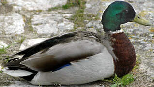 Mallard