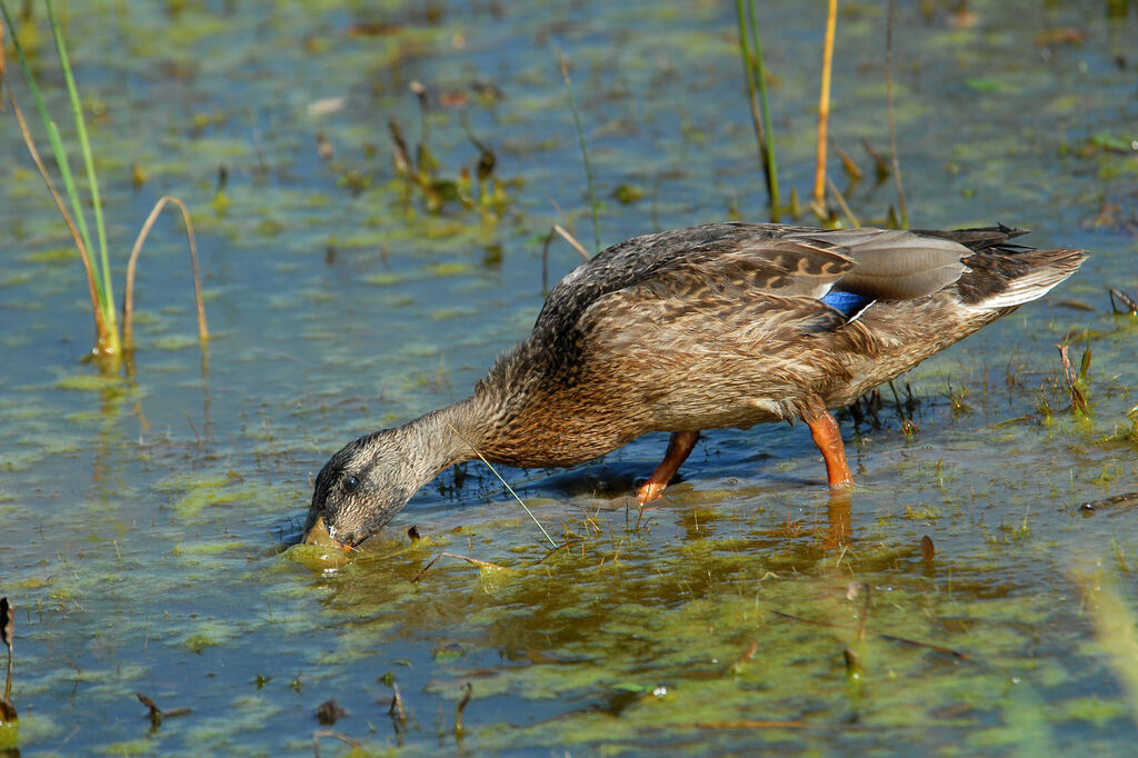 Canard colvert, identification, régime, Comportement