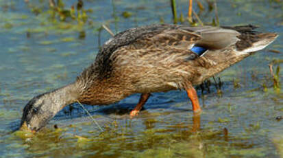 Canard colvert