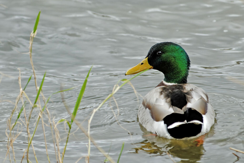 Canard colvert mâle adulte nuptial, identification