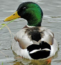 Canard colvert