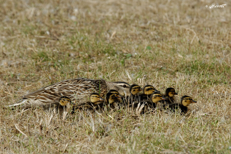 Canard colvert femelle adulte nuptial, identification, Nidification, Comportement