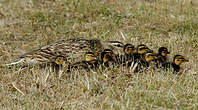 Canard colvert