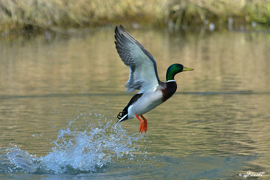 Canard colvert mâle adulte nuptial, Vol