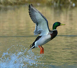 Canard colvert