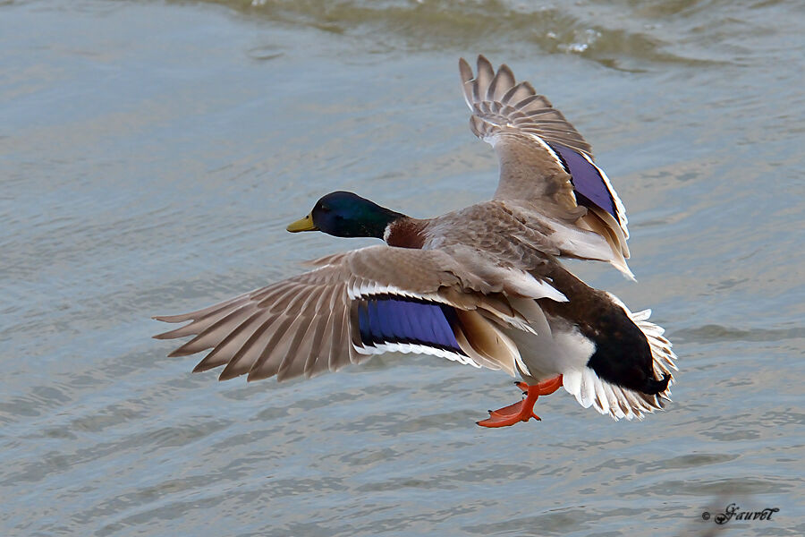 Mallard male adult breeding, Flight