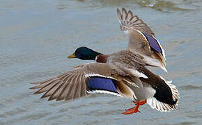 Canard colvert