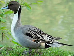 Northern Pintail