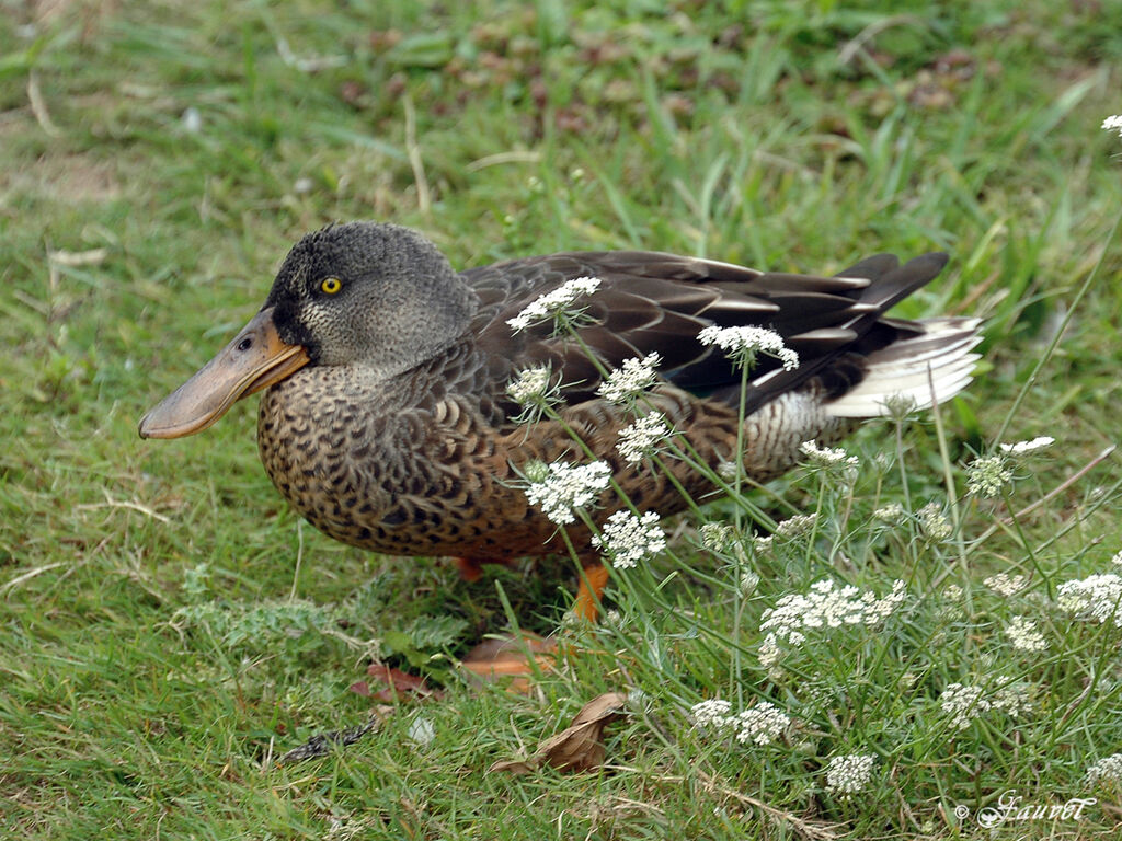 Canard souchet femelle adulte